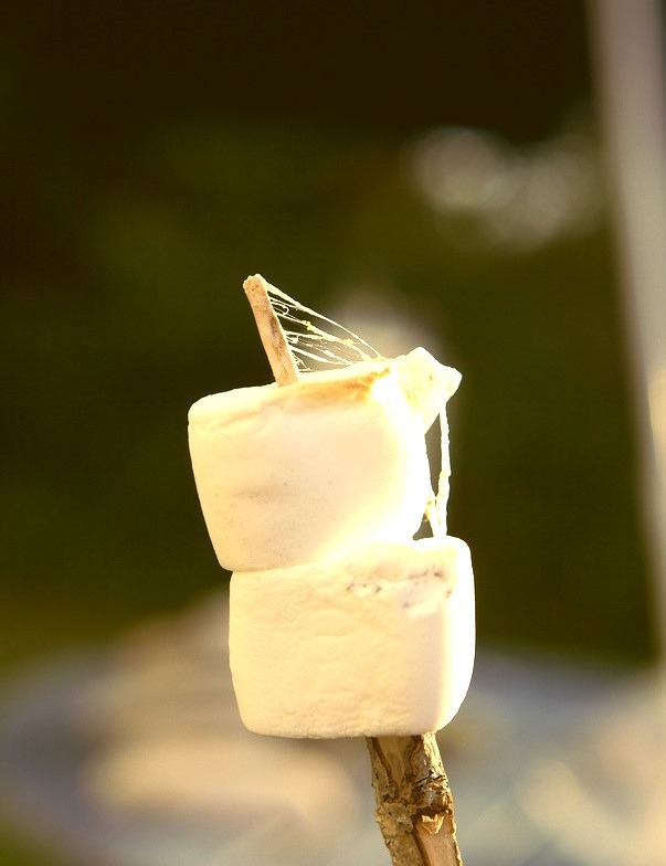 Marshmallows on a Stick